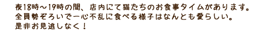 夜18時30分～19時30分の間、店内にて猫たちのお食事タイムがあります。全員勢ぞろいで一心不乱に食べる様子はなんとも愛らしい。是非お見逃しなく！