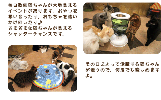 毎日数回猫ちゃんが大勢集まるイベントがあります。おやつを奪い合ったり、おもちゃを追いかけ回したり♪さまざまな猫ちゃんが集まるシャッターチャンスです。　その日によって活躍する猫ちゃんが違うので、何度でも楽しめますよ。
