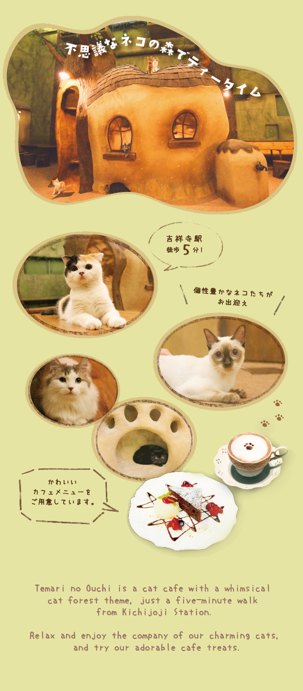 東京　吉祥寺の猫カフェてまりのおうち　吉祥寺駅徒歩5分　手作りケーキとドリンクメニューがいっぱい！カクテルもあるよ