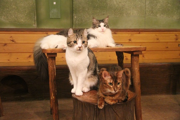 アメリカンカール トミー お誕生日会のお知らせ わくわくイベントあり 不思議なネコの森 てまりのおうち 東京 吉祥寺 猫カフェ