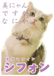 シフォン_A5