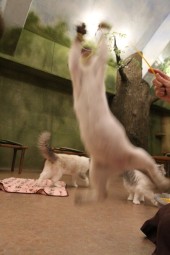 IMG_5651 のコピー