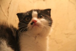 IMG_0915