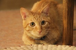 IMG_3734
