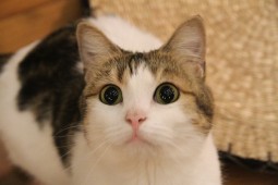 IMG_6334