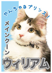 ウィリー_A5