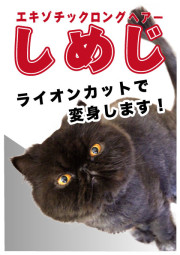 しめじ_A5
