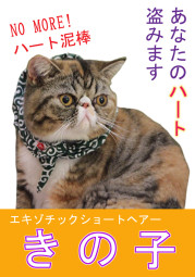 きのこ
