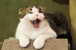 kumakichi